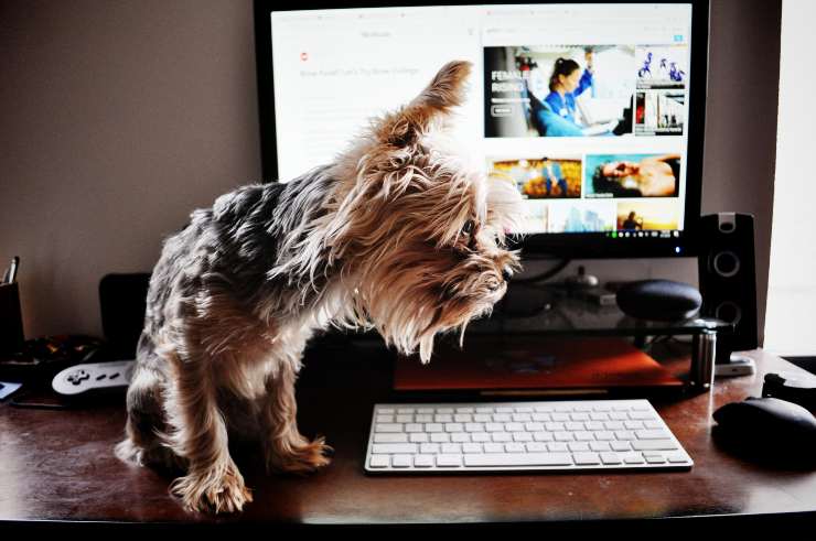 Cani da portare in ufficio