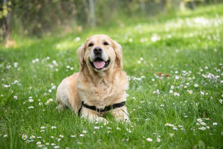 Razze di cani che rispettano sempre