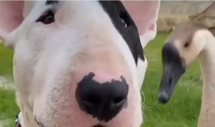 Cane e oca in primo piano (Foto video)