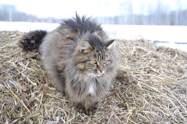 Il gatto si muove all'aperto