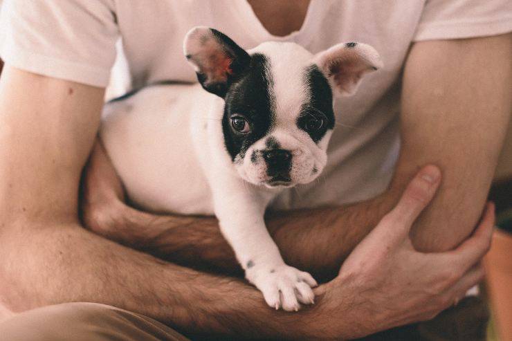 Fido in braccio al suo umano