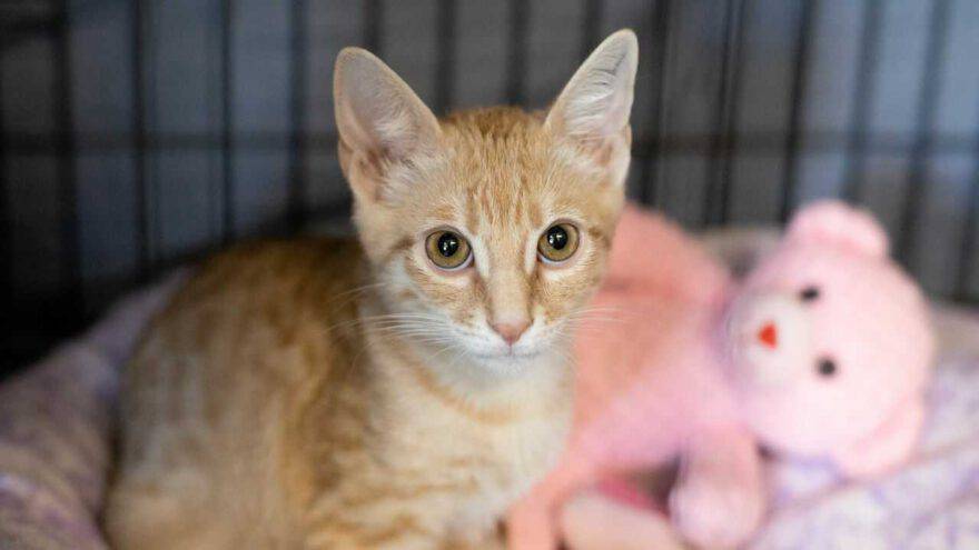 Arabian Mau