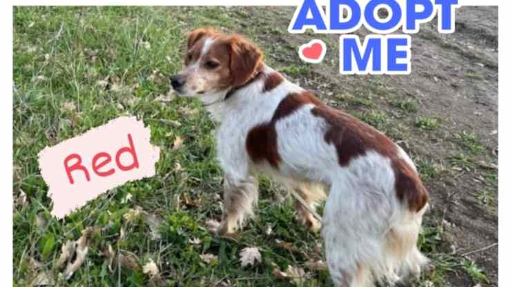 Il cane Red (Foto Facebook)