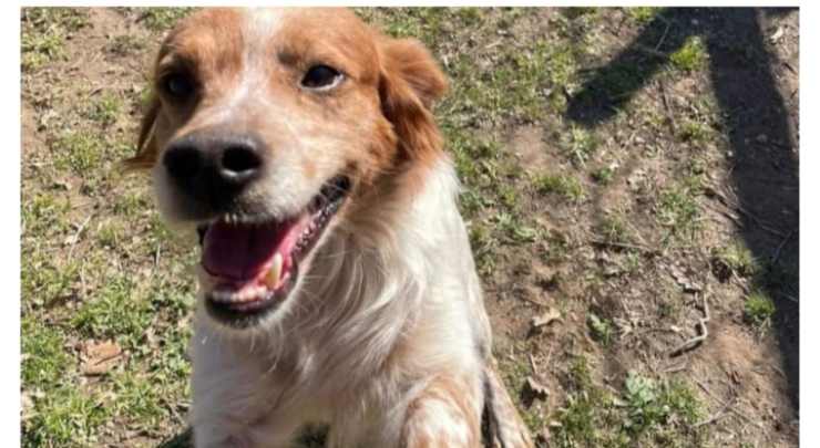 il cane che cerca famiglia (Foto Facebook)
