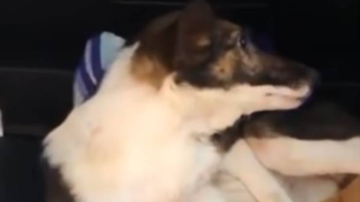 Cagnolina sofferente (Foto video)