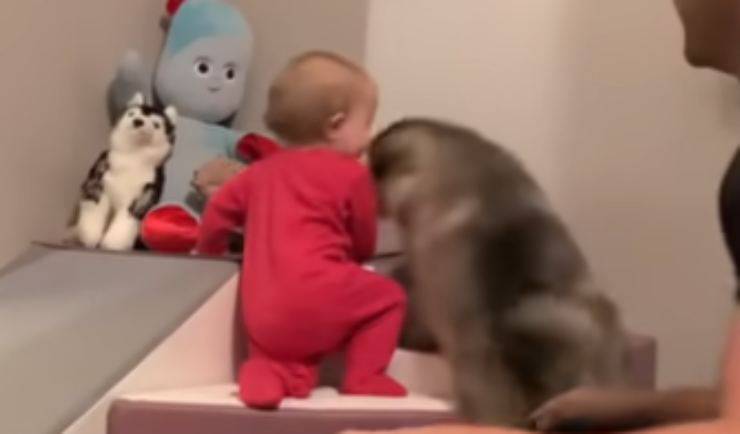 Bimba e cane husky insieme (Foto video)
