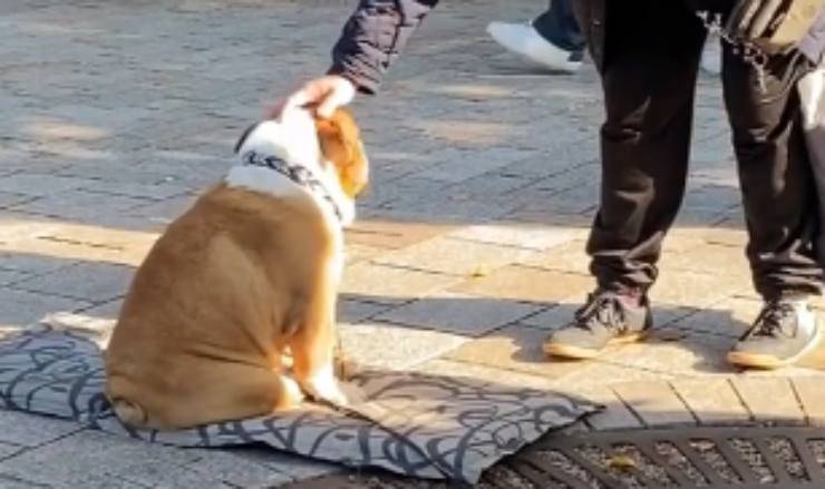 desiderio avverato (Foto video)