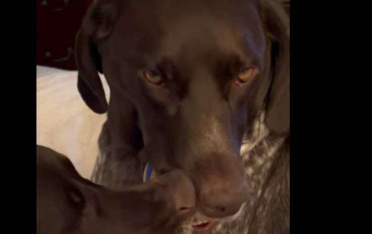 Sguardo "minaccioso" (Foto video)
