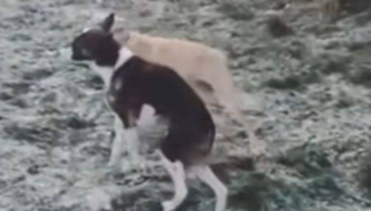 La voglia di amicizia della cagnolina (Foto video)
