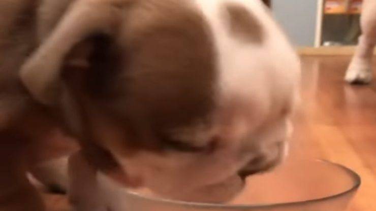Una scena dolcissima (Foto video)
