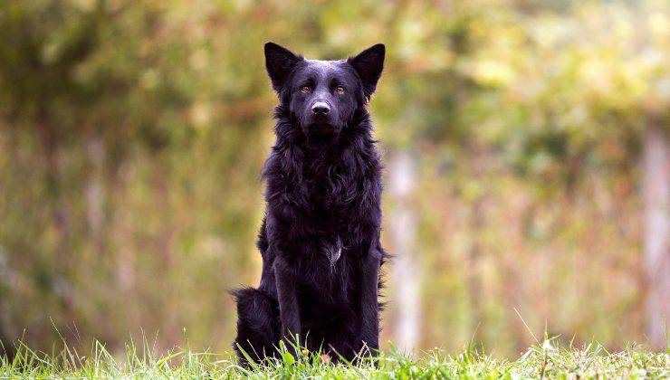 cane da pastore croato