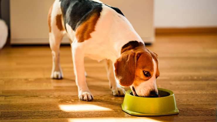 cane può mangiare anice