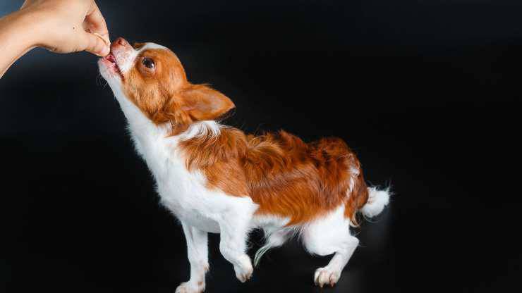 cane può mangiare pinoli