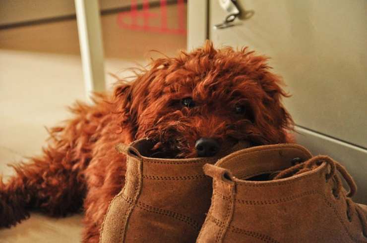 cane scarpe