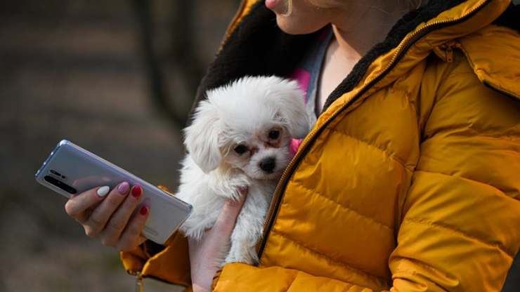 cane telefono