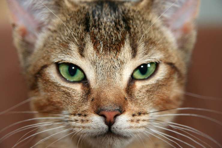 Felino molto concentrato