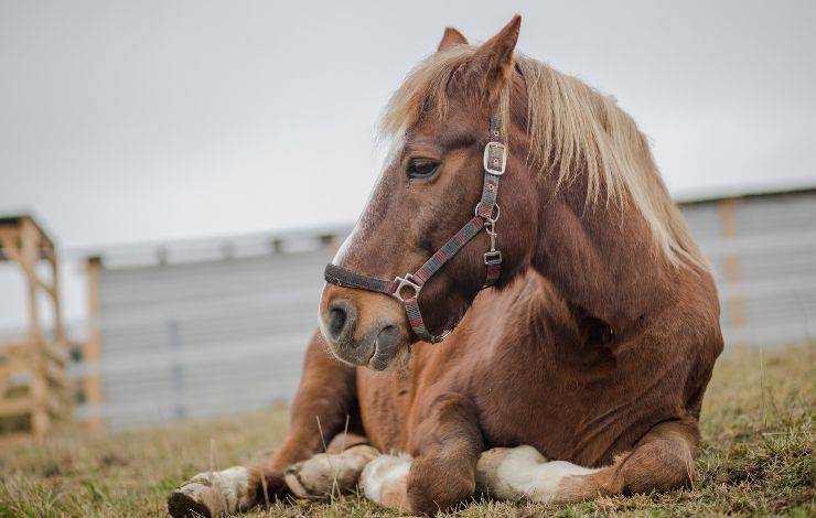 cavallo