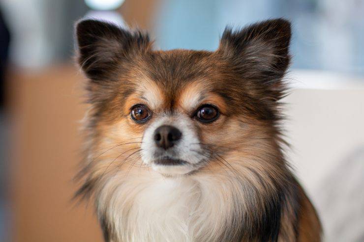 Razze canine che rispettano sempre