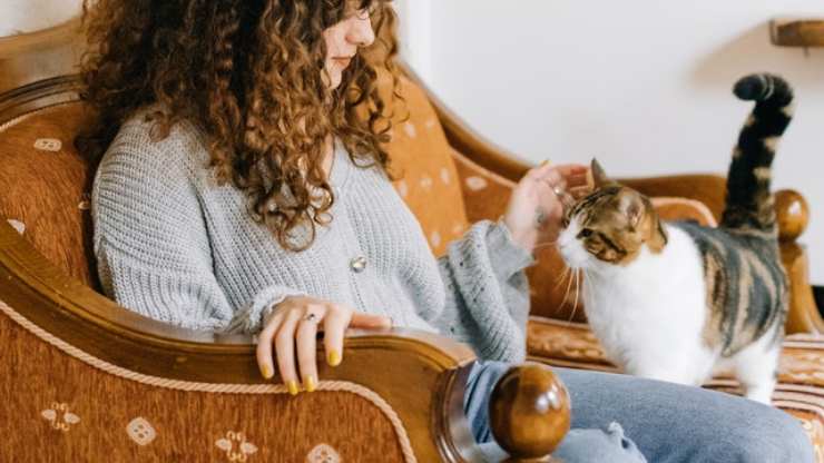 come chiedono scusa i gatti