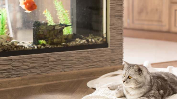 convivenza gatto e pesce