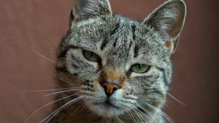 cosa vogliono dirci gli occhi gatto