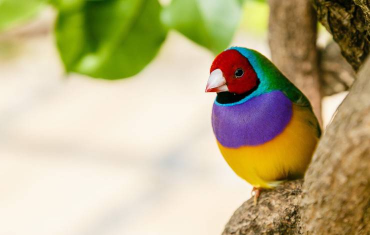 diamante di gould
