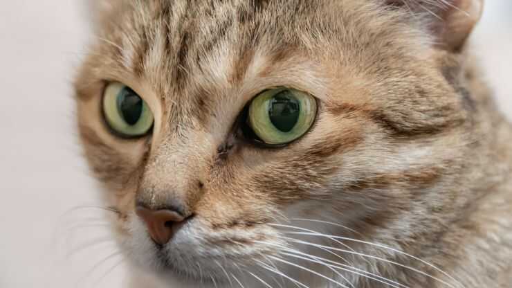 Differenza Arabian Mau Egyptian Mau
