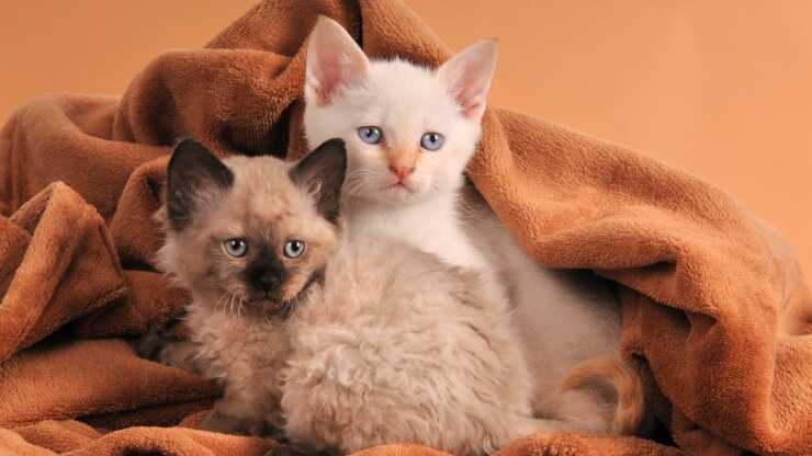 Differenza Devon Rex German Rex