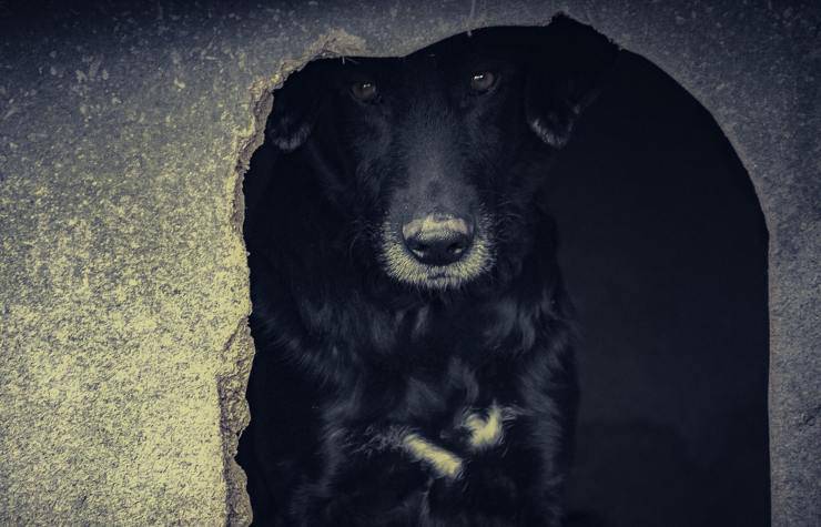 Un cane in canile (Foto Pixabay)
