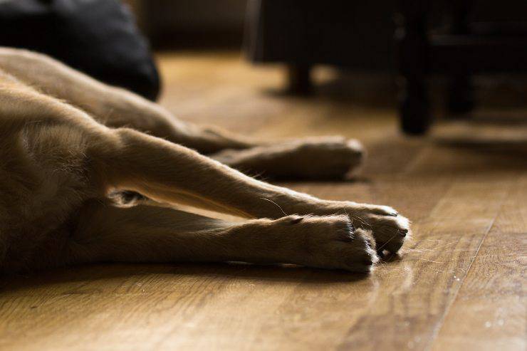 Il comportamento del cane