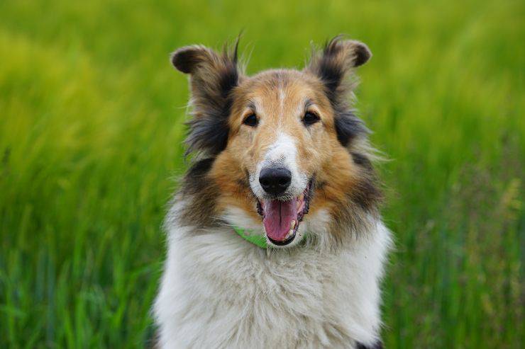 Razze di cani che portano rispetto