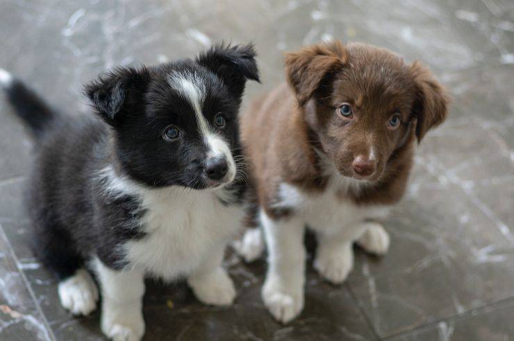 I cani abbaiano tutti insieme