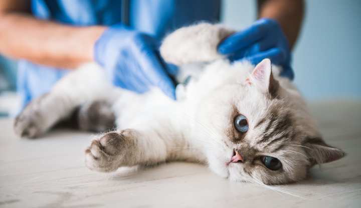 ernia inguinale nel gatto