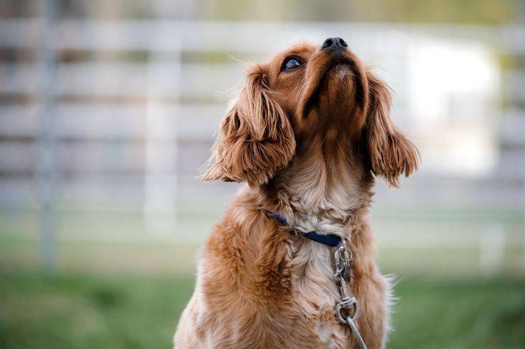 Perché i cani abbaiano tutti insieme