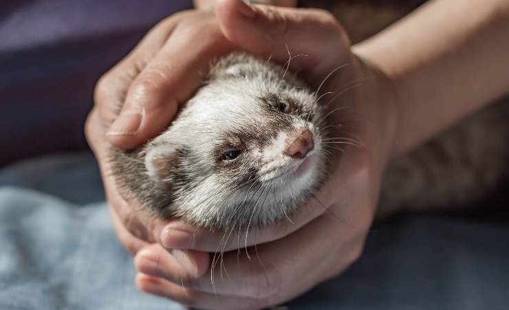 furetto