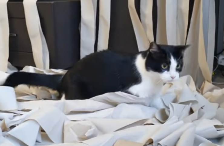 Il gatto "atletico" (Foto video)
