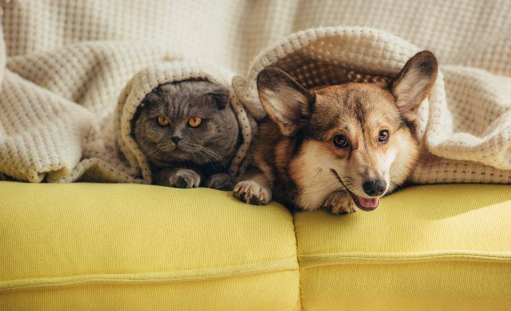 gatto e cane
