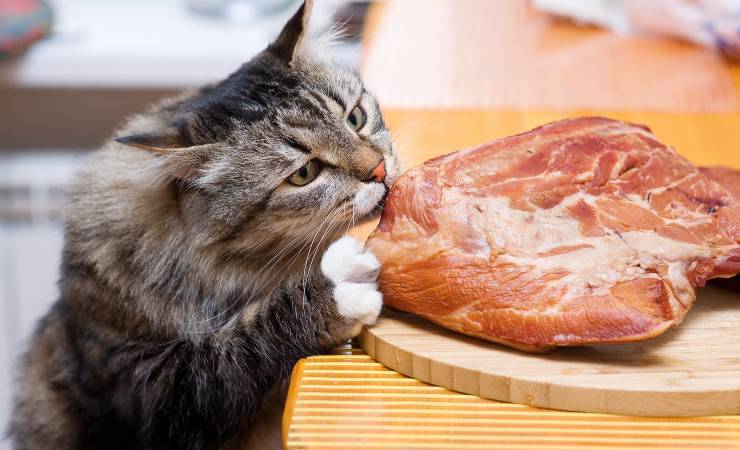 gatto mangia pollo