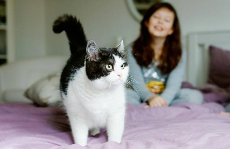 gatto vuole giocare