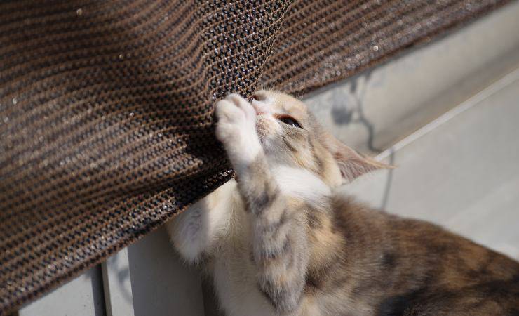 gatto vuole giocare all'alba