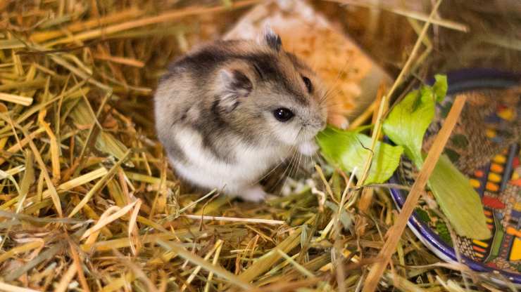 gerbillo può mangiare spinaci
