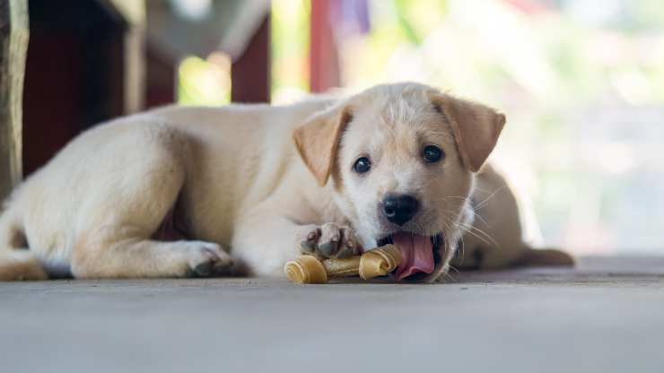 cane piange quando mastica