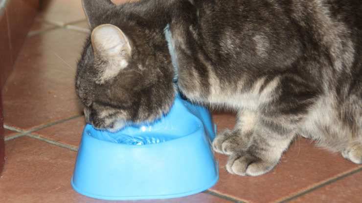il gatto tossisce quando beve