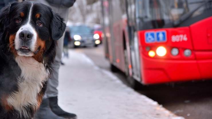 insegnare al cane attraversare strada