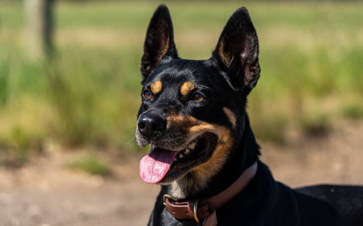 kelpie
