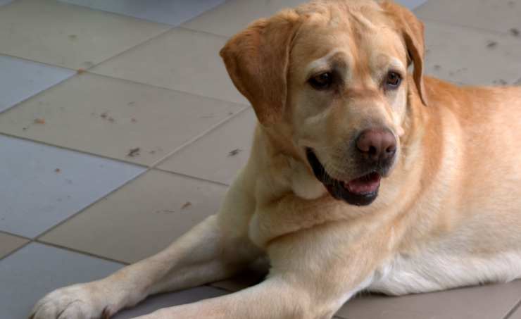Labrador speranzoso (Foto Pixabay)