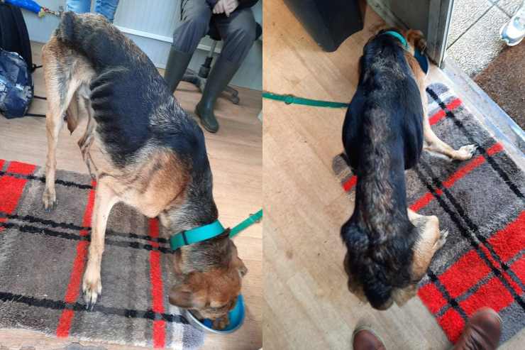cagnolino Rico trovato magro denutrito