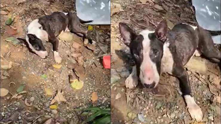 cane abbandonato legato corda collo
