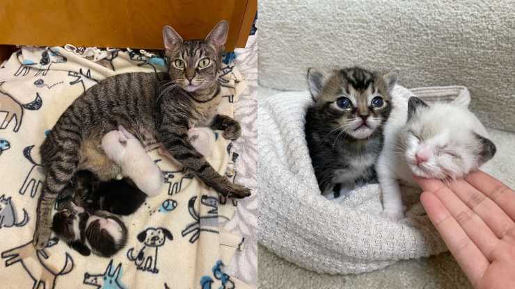 mamma gatta malata allontanata cuccioli