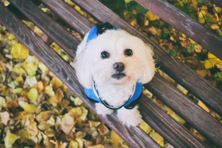 Razze di cani da portare a lavoro